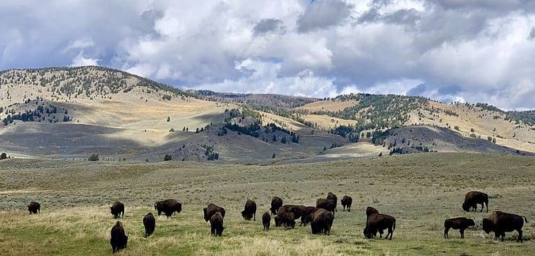 Best cell phone coverage in wyoming: a comprehensive guide (2024)